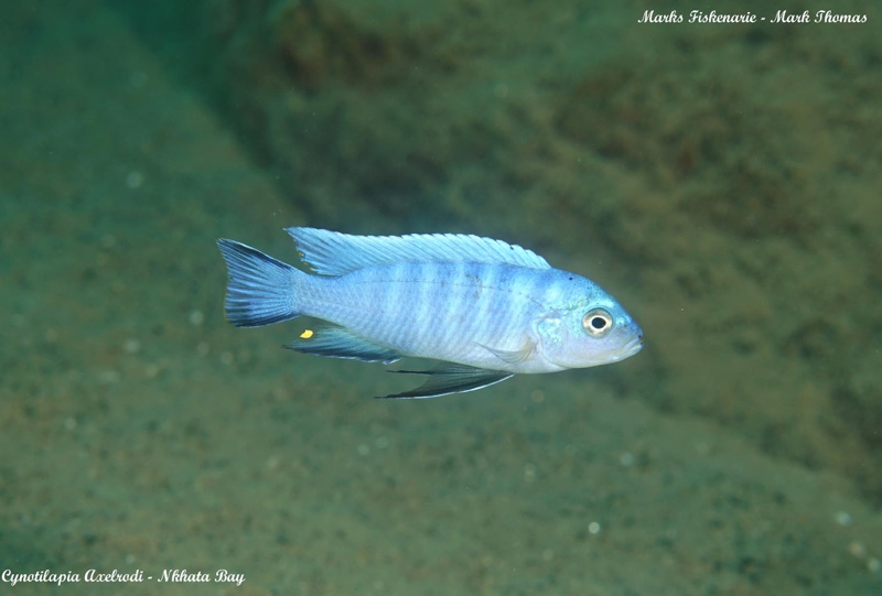 Cynotilapia axelrodi 'Nkhata Bay'